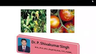 Bacterial Wilt of Tomato  Bacterial diseases in plants  vegetable diseases  Dr P Shivakumar Singh [upl. by Oag]