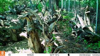 Stumpery Garden Trail Cam Footage Squirrels Birds Mice [upl. by Cohn498]