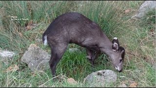 Elaphode ou cerf huppé un des plus petits cervidés  Zoo du Parc de la Tête dOr  Rhône France [upl. by Nageet]