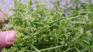 Cleavers Bedstraw  Galium aparine herb in Hindi [upl. by Enrahs]