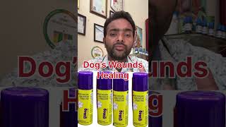 Dogs 🐕 Wound कुत्तो में घाव लगने पर क्या करें।।Dmag spray mpxcv375 dogs dogcare dogcaretips … [upl. by Airehtfele225]