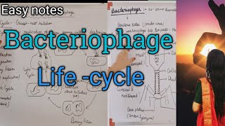 Microbiology  Bacteriophage Lifecycle [upl. by Yirinec]