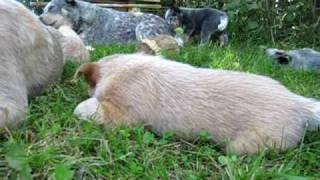 Wholearth Australian Cattle Dog puppies [upl. by Nylqcaj137]