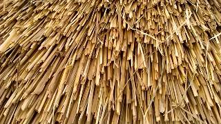 Thatch Roof cost in India [upl. by Helfand808]