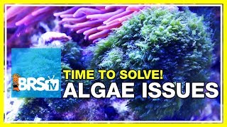 Week 48 Keep algae out of your reef tank FOREVER  52 Weeks of Reefing [upl. by Ayifas]