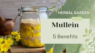 5 Health Benefits of Mullein [upl. by Eisenhart]