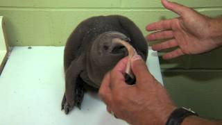 New King Penguin Chick  Cincinnati Zoo [upl. by Quincy]