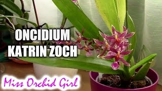 Oncidium Katrin Zoch  a sweet perfumed orchid [upl. by Siuoleoj]