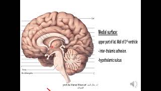 Diencephalon 1 thalamus  ProfDr Manal Elsawaf [upl. by Crenshaw679]