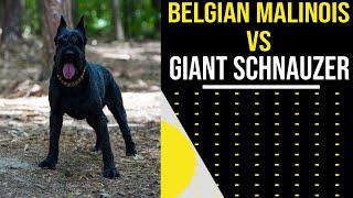 Belgian Malinois vs Giant Schnauzer [upl. by Rhodes191]