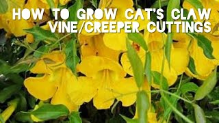 How to Grow Cats Claw VineCreeper from Cuttings  Easy Method to Grow Vines from cuttings [upl. by Asare]