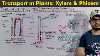 Transport in Plants Complete chapter in 1 hour [upl. by Adehsor]