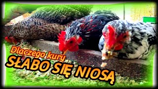 KuryNioski 🐔🐔🐔Dlaczego kury słabo się niosą 🥚Mało jajek🥚 [upl. by Peti531]