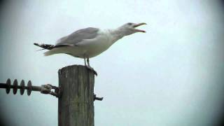 Sounds I love this time of year the Seagull Call [upl. by Artina]