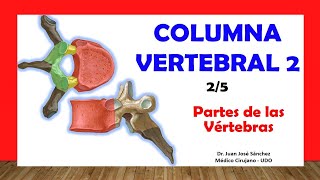 🥇 COLUMNA VERTEBRAL 25  Partes de las Vértebras Típicas Fácil y Sencillo [upl. by Nalor344]