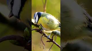 Boisterous Blue Tits Common Call Sounds  Bird Sounds shorts [upl. by Llenad673]