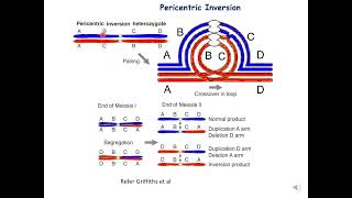 Pericentric Inversion genetics botany zoology [upl. by Bopp183]