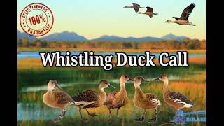 Whistling Duck Call  100 Effective [upl. by Jocelin979]