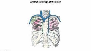 Introduction to the Cardiovascular System II  Lymphatic vessels and lymph nodes [upl. by Stanfield]