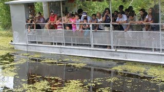 Swamp and Bayou Sightseeing Tour [upl. by Bianca]