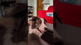 When people and dogs think differently starring Zoey bordercollie [upl. by Htezil500]