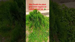 mor Pankh ka plant ghar mein lagane se Lakshmi aati hai terracegardning plants flowers garden [upl. by Yelrah27]