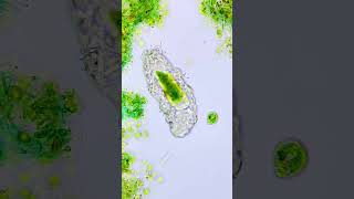 Water Bear Feeding on Algae [upl. by Rapsac]