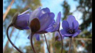 Blåsippa  Hepatica  Liverleaf [upl. by Weyermann201]