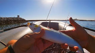 Catching jack smelt in half moon bay harbor [upl. by Drewett]