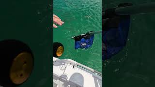 Double squid hook up fishing squidfishing moretonbay [upl. by Larok259]