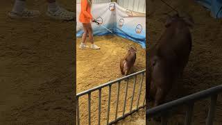 233 duroc gilt sale 2 [upl. by Murrah]