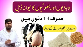 Cow Buffalo Ka حیوانہ Barhanay Ka قدرتی Tarika  How To Increase Udder Size In Heifers 💯 [upl. by Yerffoej251]