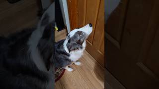 Bizarre Behavior in the Basement with Zoey the Border Collie [upl. by Aniala]