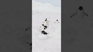 Adelie penguins waddling and tobogganing [upl. by Hsima]