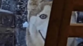 This Creepy Dog Is Going Viral What Is It [upl. by Rebmit563]