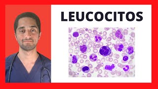 LEUCOCITOS  HEMATOLOGÍA [upl. by Llewsor]