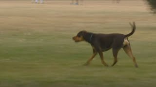 3 Boise city parks to offer seasonal offleash program for pups [upl. by Ahseinek]