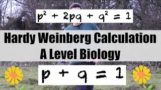 How to do Hardy Weinberg calculations  A Level Biology [upl. by Errol]