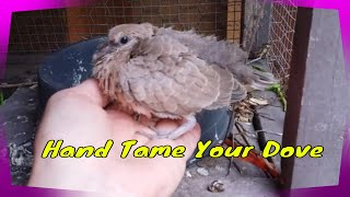 Hand Taming A Young Ringneck Dove [upl. by Fauver]