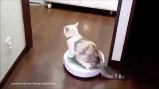 Cats on Roombas BEST Compilation [upl. by Rusell]