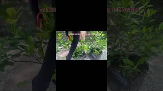 TIPS FOR PROPAGATING PLANTS AT HOME EFFECTIVELYshorts [upl. by Adina]