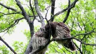 Kissing Barred Owls Courtship of Owls [upl. by Wight]