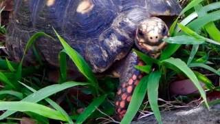 Redfooted Tortoise in the Wild [upl. by Wiatt59]