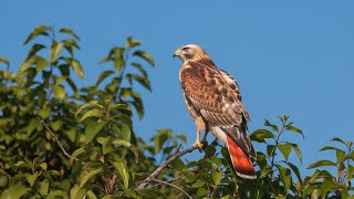 Mind Blowing Facts About the Red Tailed Hawk [upl. by Marentic467]