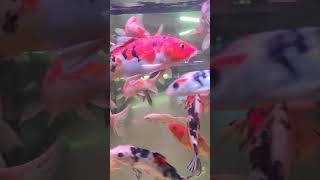 Koi fish big tank 6 feetaquariumpets aquarium fishaquarium petfishlover fishtank fish [upl. by Toombs933]