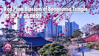 4K Red Plum Blossom of Bongeunsa Temple in Seoul  봉은사 홍매화  Travel Vlog  모리슨 영상여행 [upl. by Annah]