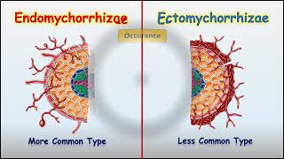 Endomychorrhizae Vs Ectomychorrhizae [upl. by Onirefes]