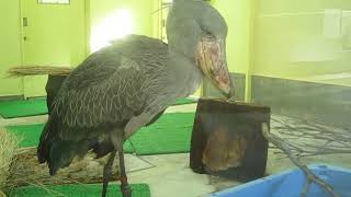 ハシビロコウ はるる 魚を食べる！［高知県立のいち動物公園］ Shoebill [upl. by Belen]