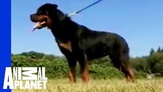 Rottweiler  Dogs 101 [upl. by Tija]