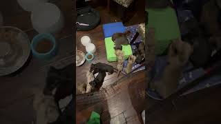 Weaned Dachshund puppies and their blocks [upl. by Ninos294]